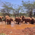 orfanato de elefantes
