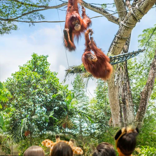 Zwei Orang-Utans hängen an Seilen in einem Baum und werden von vier Personen in Tierkostümen von hinten beobachtet.