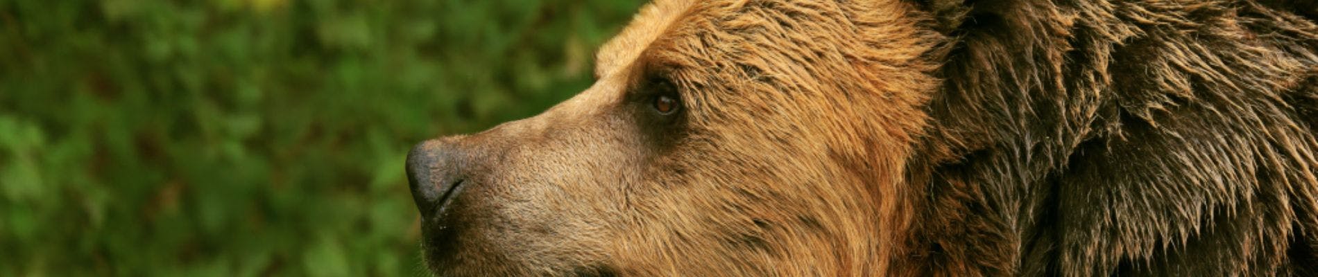 Vista di profilo della testa e delle spalle di un orso bruno su uno sfondo di fogliame verde.