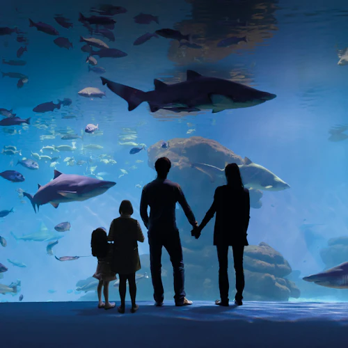 Eine vierköpfige Familie steht vor einem großen Aquarium und beobachtet, wie Haie und Fische vorbeischwimmen.