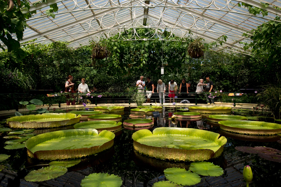 People observing large lily pads in a greenhouse with hanging plants and a glass roof.