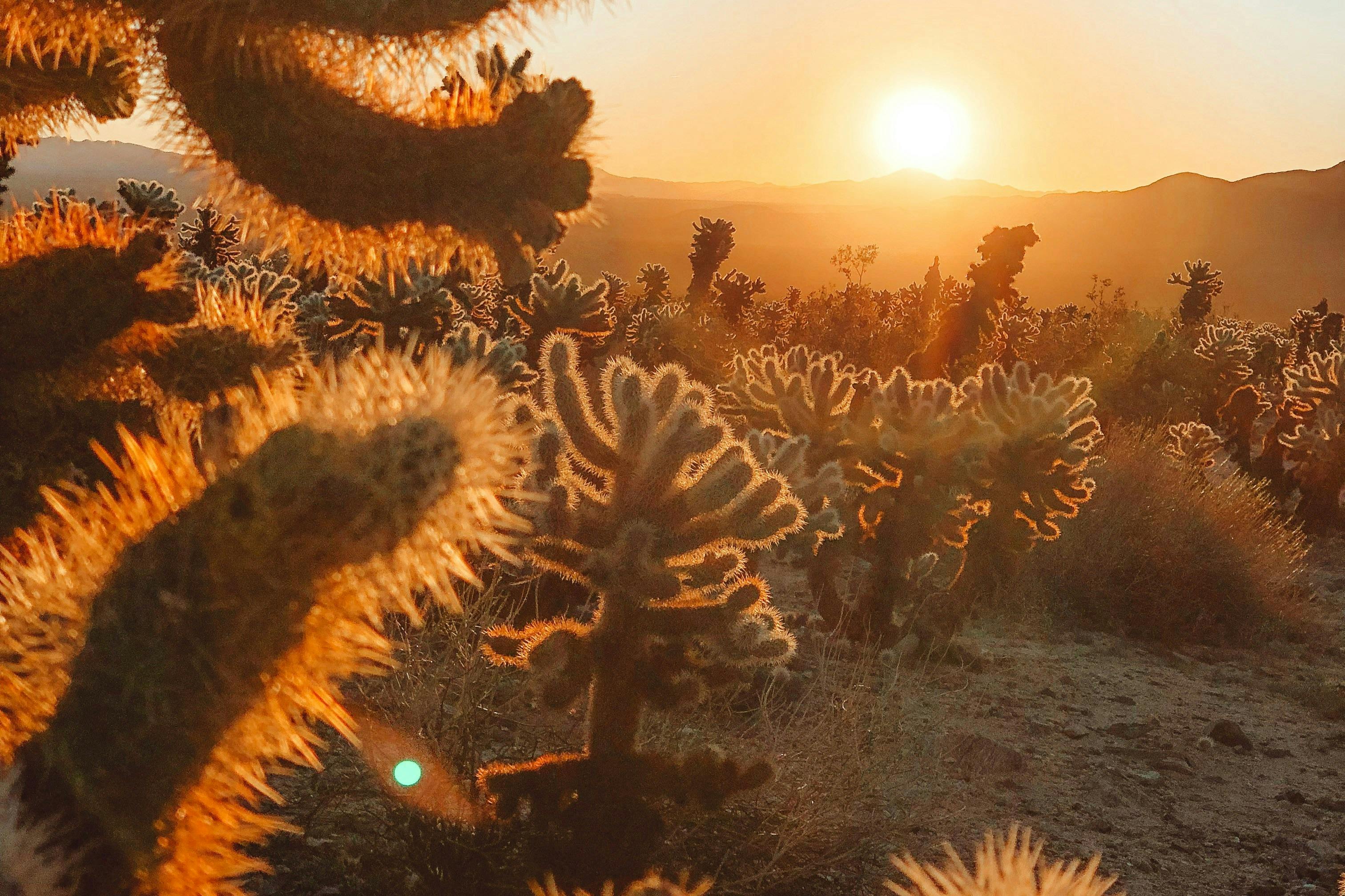 A desert landscape with cacti illuminated by the setting sun, creating a warm, golden glow over the scene.