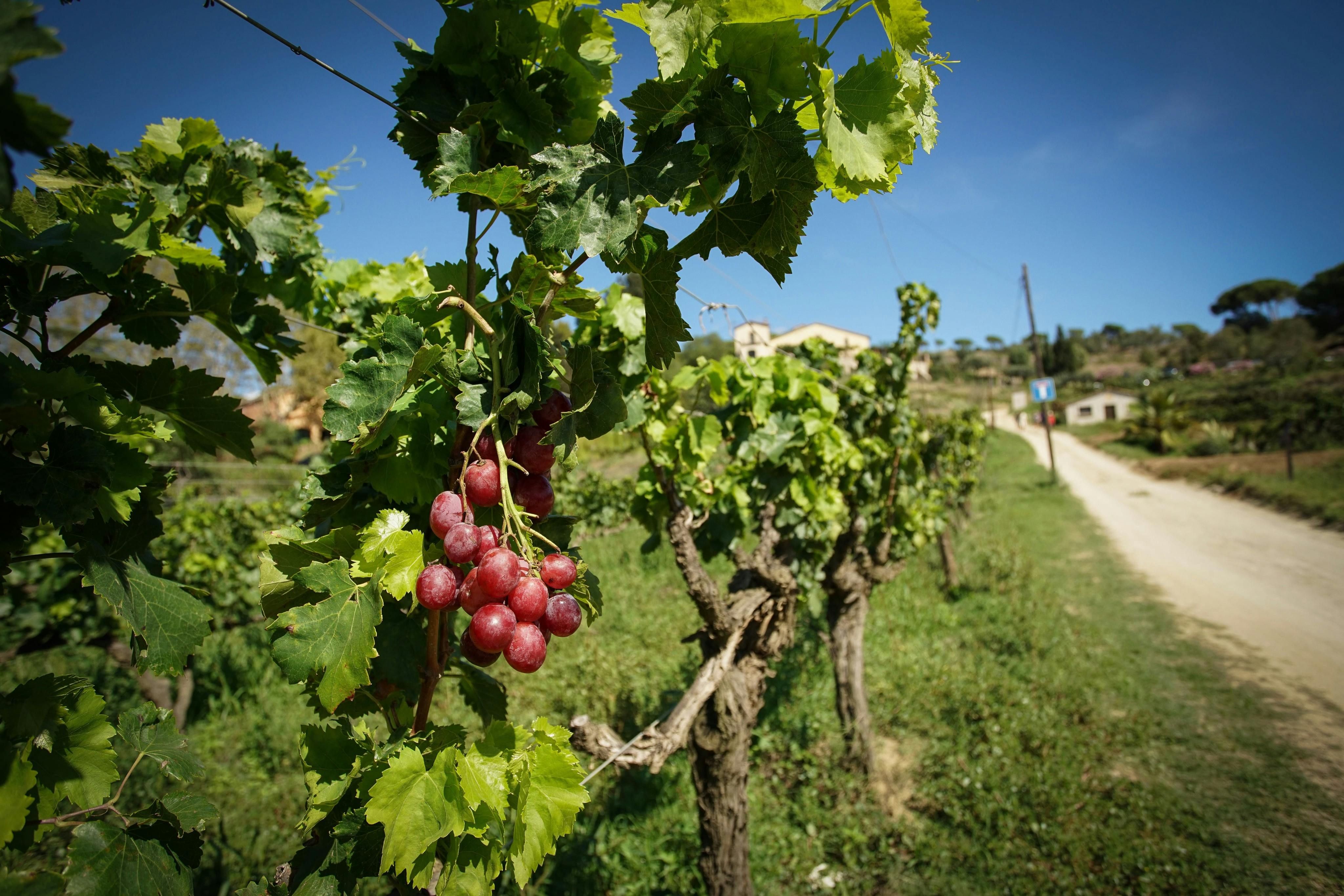 Profitez de la beauté de la nature au domaine viticole