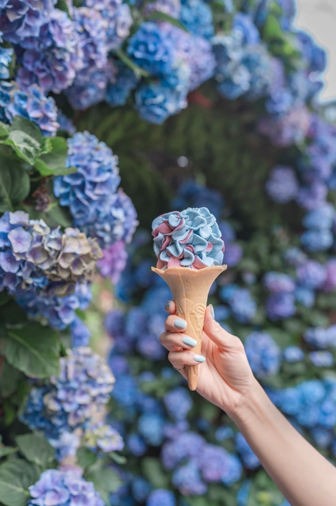 Flower Home: Admission Ticket + Hydrangea Ice Cream Voucher