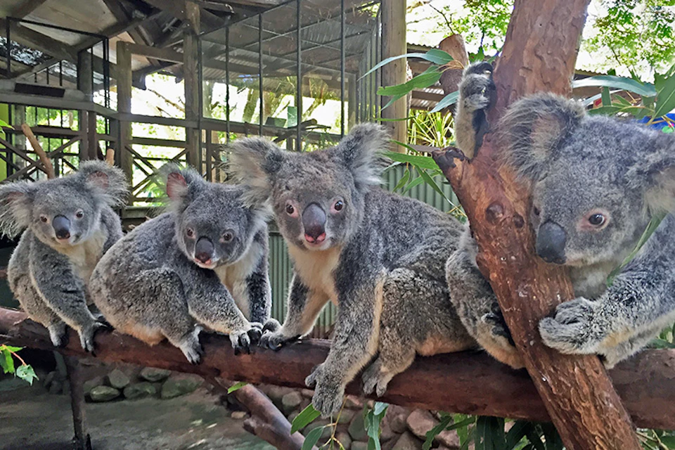 Three koalas sitting on tree branches inside an enclosure, with foliage and a wooden structure in the background.