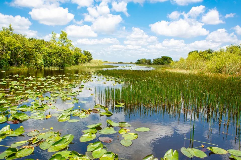 Sawgrass Recreation Park