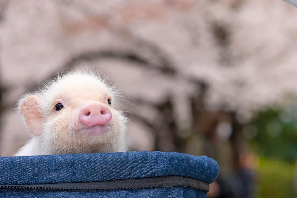 A piglet peeking out of a blue denim bag with a blurred background of cherry blossoms in bloom.