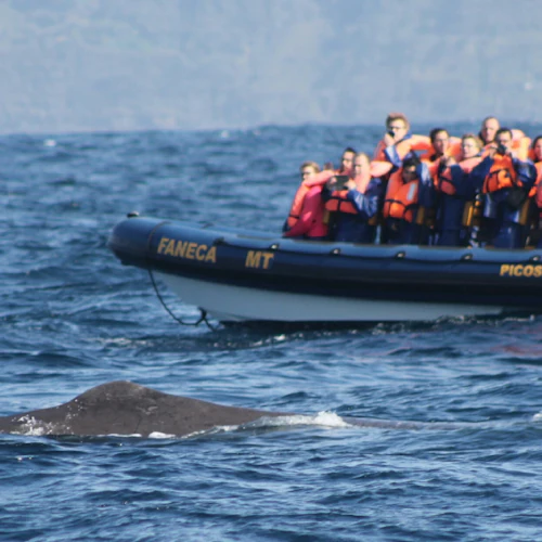 Whale and Dolphin Watching Cruise from Ponta Delgada
