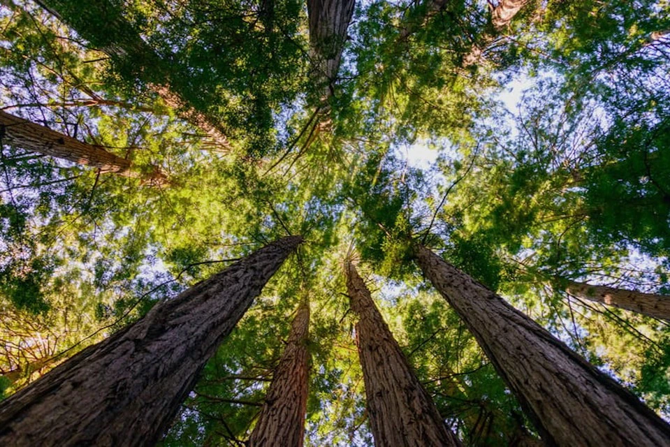 Muir Woods and Sausalito: Small-Group Tour