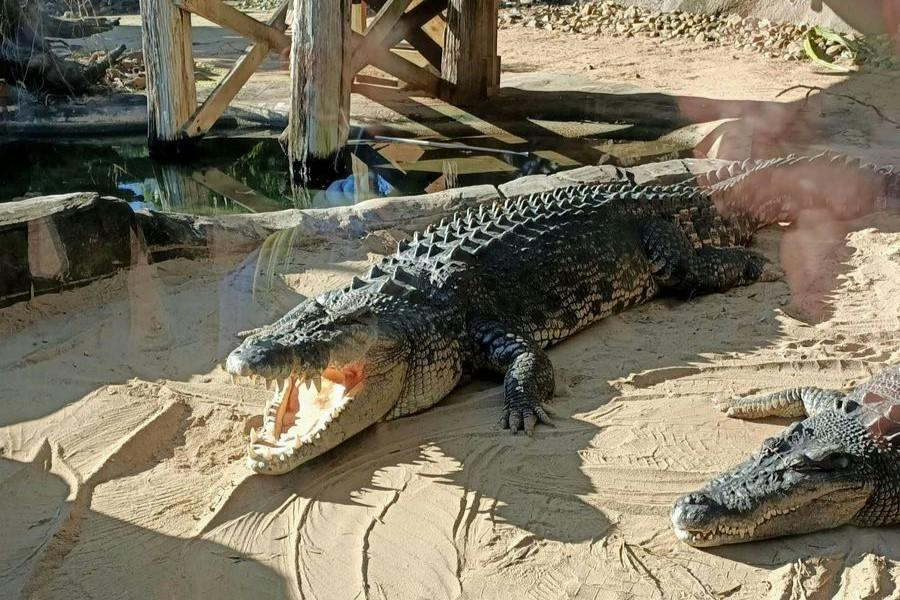 A large crocodile resting on sandy ground near a wooden bridge and water, with its mouth open.