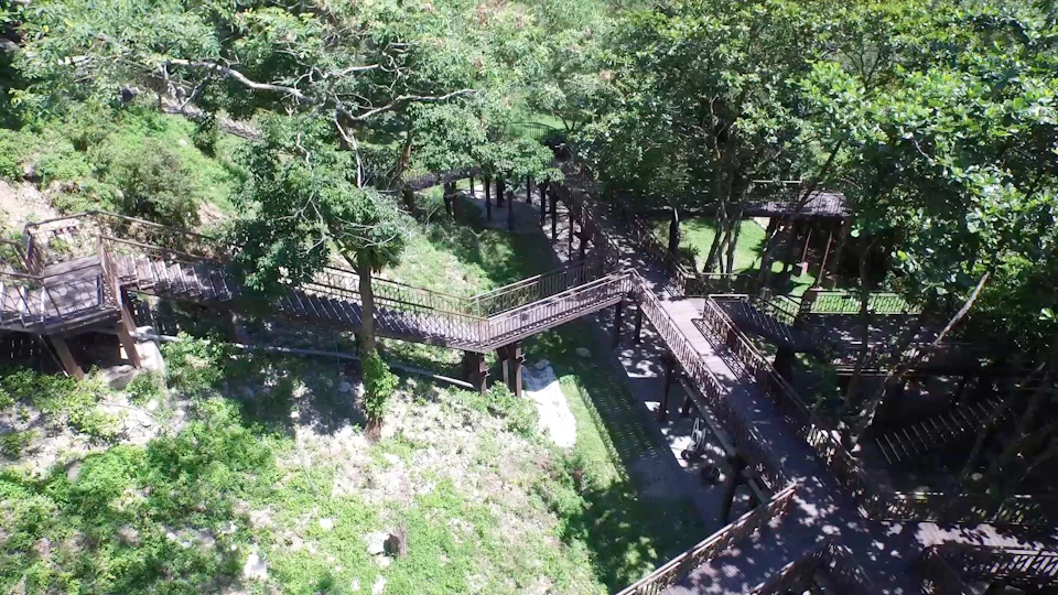 A network of elevated wooden walkways surrounded by trees and greenery, creating a scenic and natural environment.