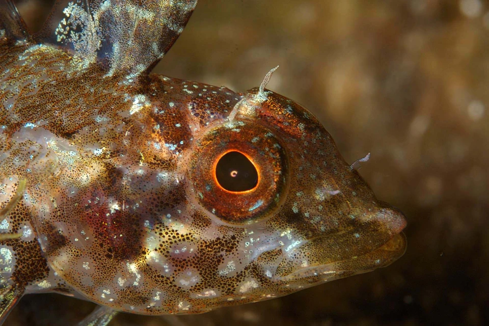 Close up