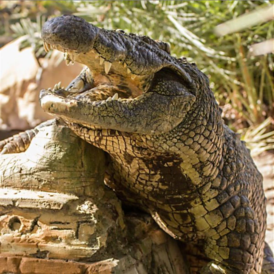 A crocodile with its mouth open, resting on a rock, surrounded by greenery and sunlight.