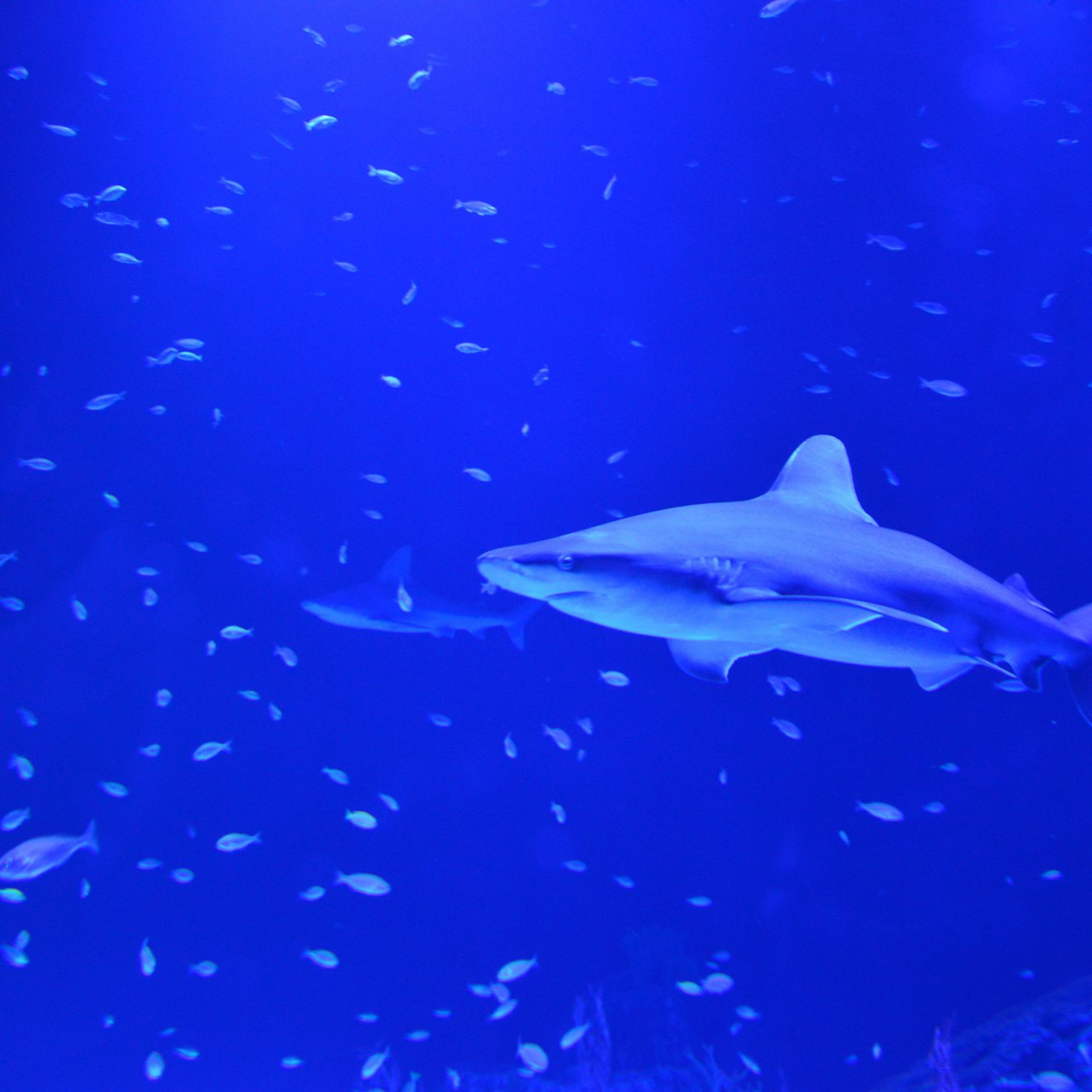 Atlantis Aquarium: Salta la Coda - Alloggi in Madrid