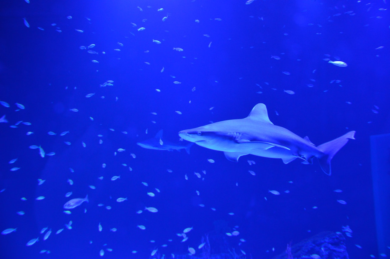Atlantis Aquarium: sem filas - Acomodações em Madrid