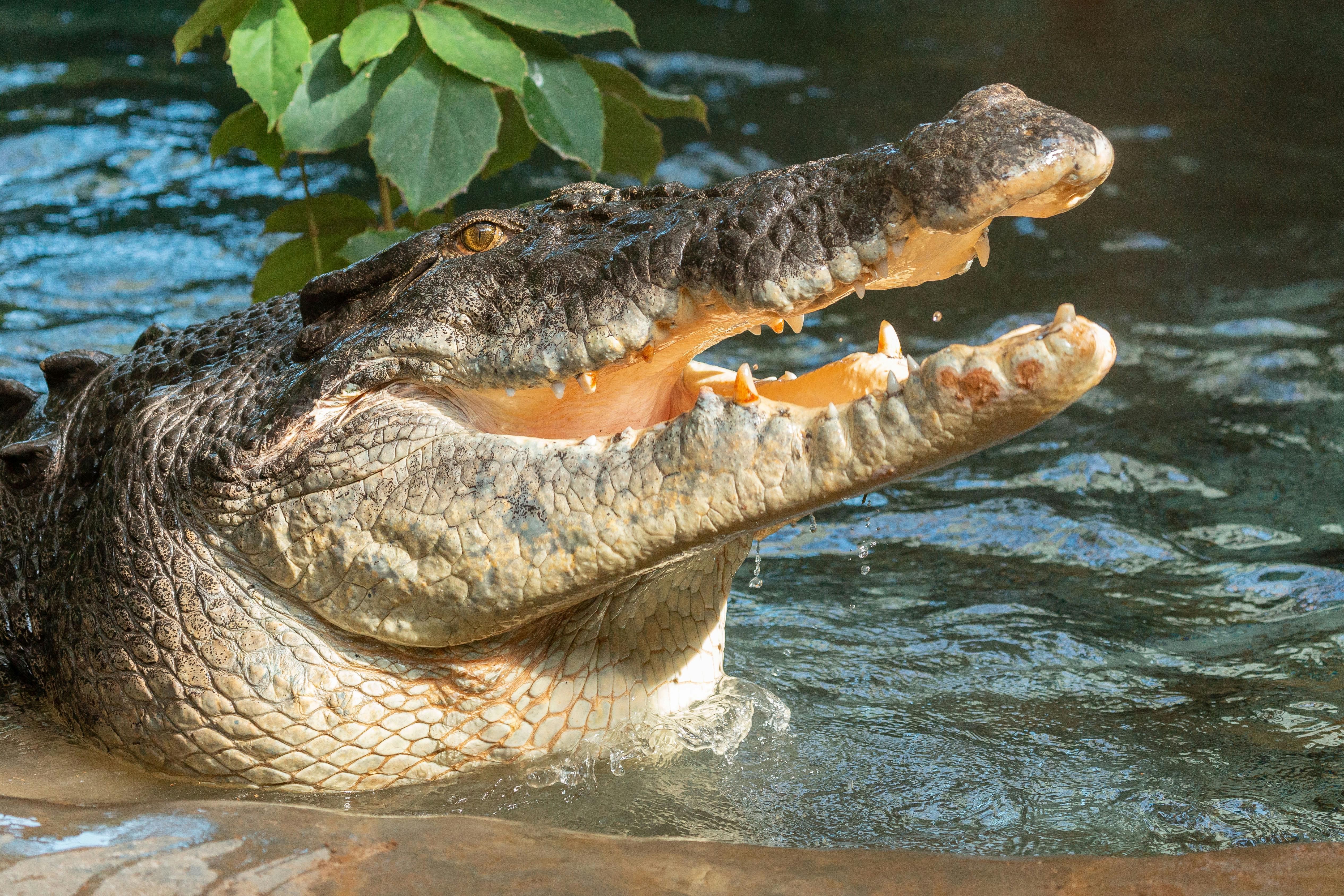 Ένας κροκόδειλος με το στόμα ανοιχτό, μερικώς βυθισμένο στο νερό, με πράσινο φύλλωμα στο παρασκήνιο.