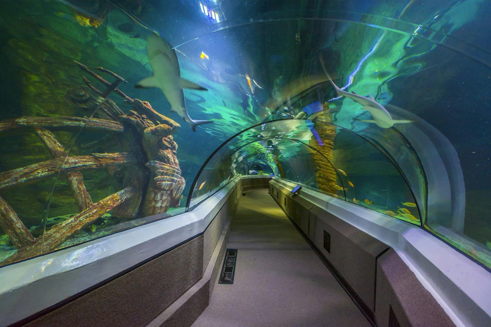 Underwater tunnel in an aquarium with sharks and colorful aquatic scenery above and around the clear glass walls.