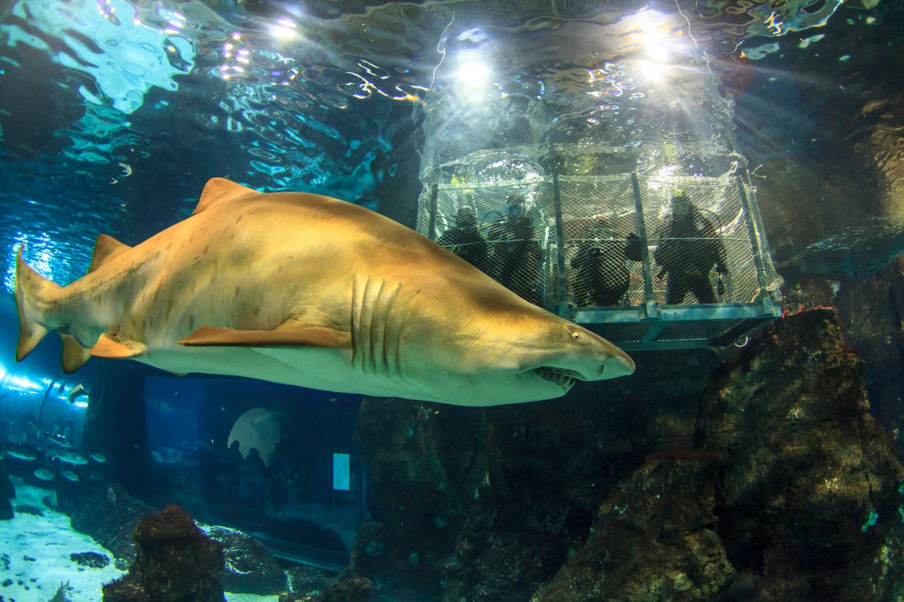 Ein großer Hai schwimmt in einem Aquarium in der Nähe eines Unterwasserkäfigs mit Tauchern, der von künstlichen Lichtern beleuchtet wird.