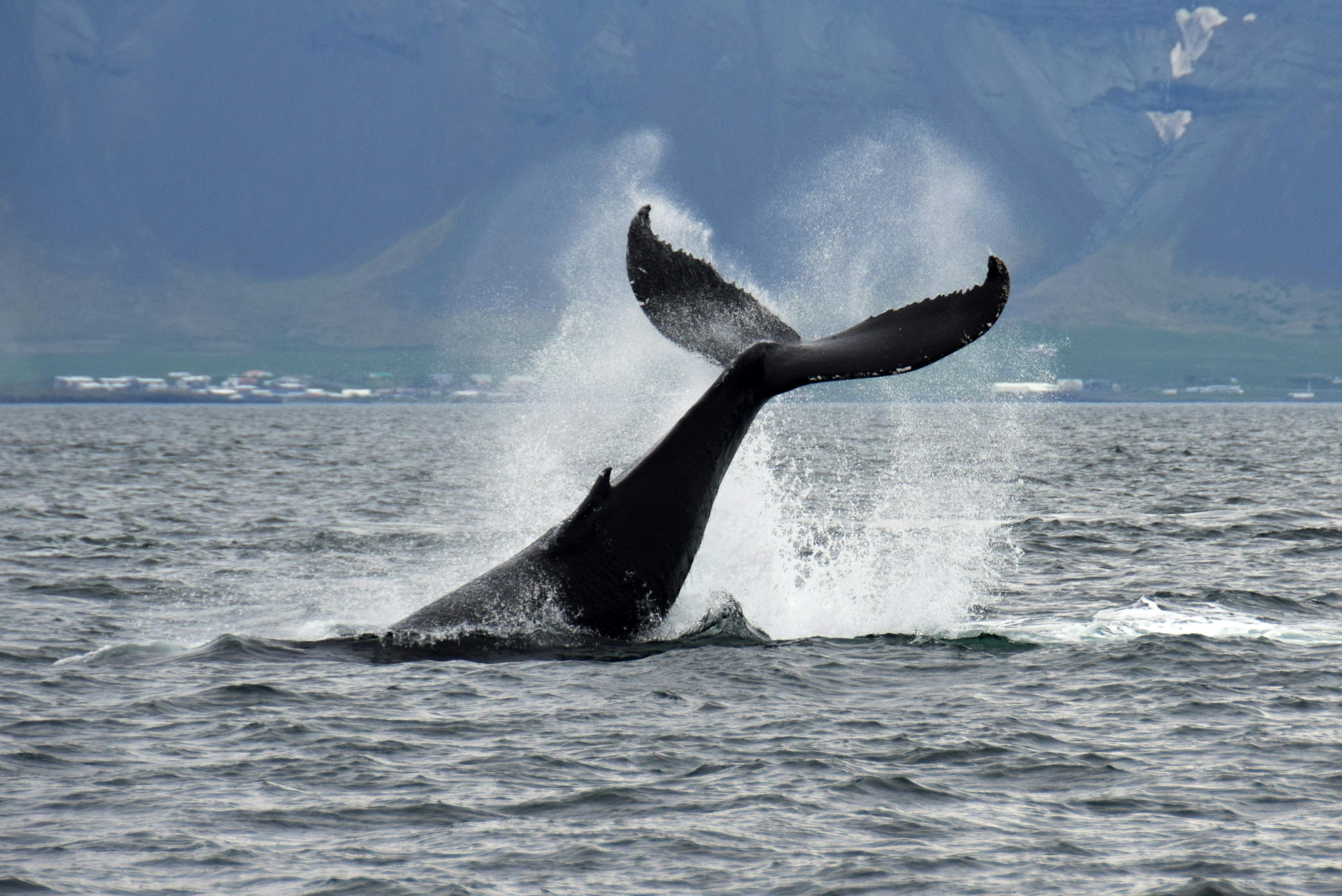 La coda di una balena si infrange nel mare, con una costa lontana e un paesaggio montuoso sullo sfondo.