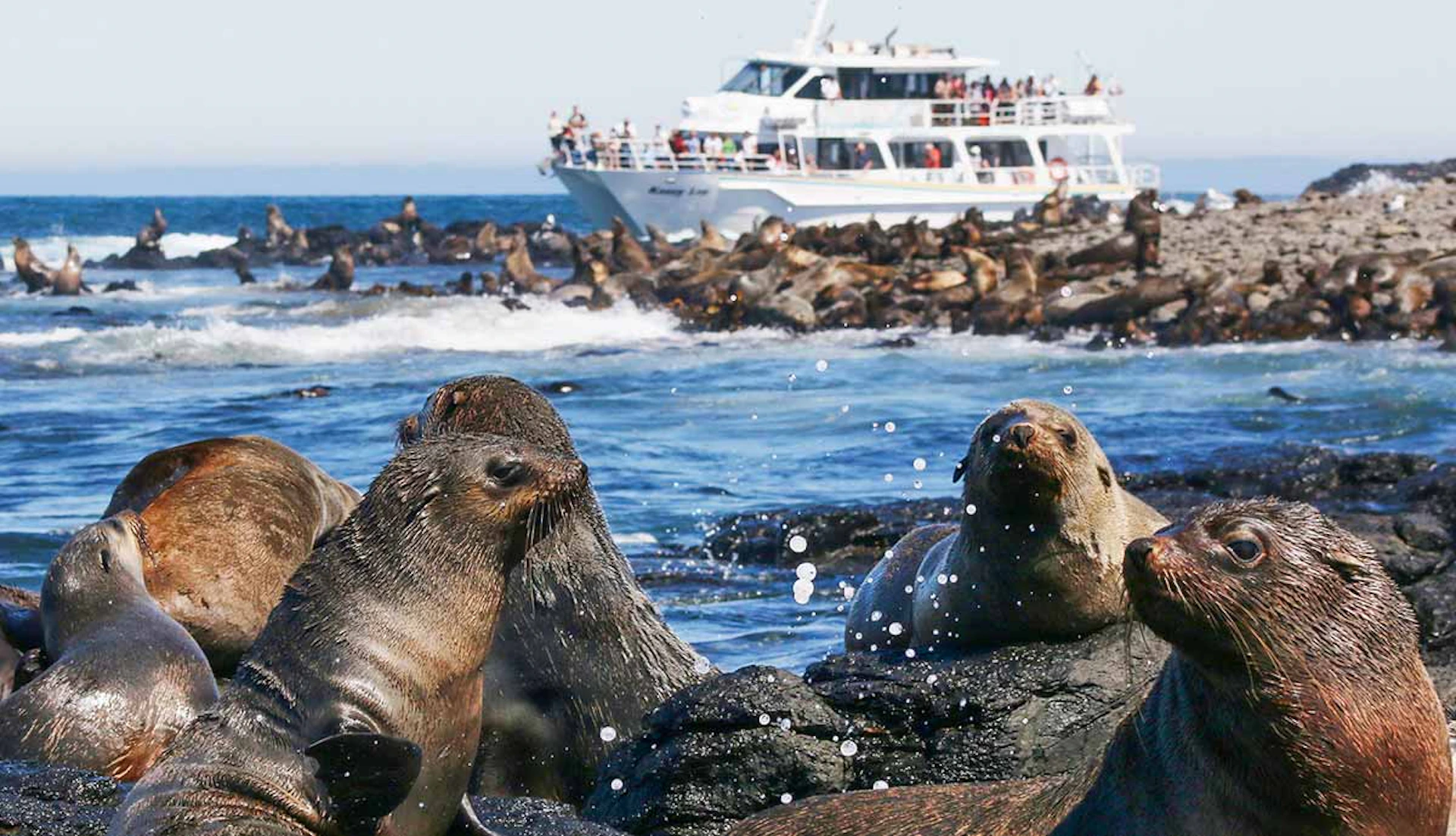 Sea lions on rocks near a crowded tour boat on the ocean, with many more sea lions visible in the background.