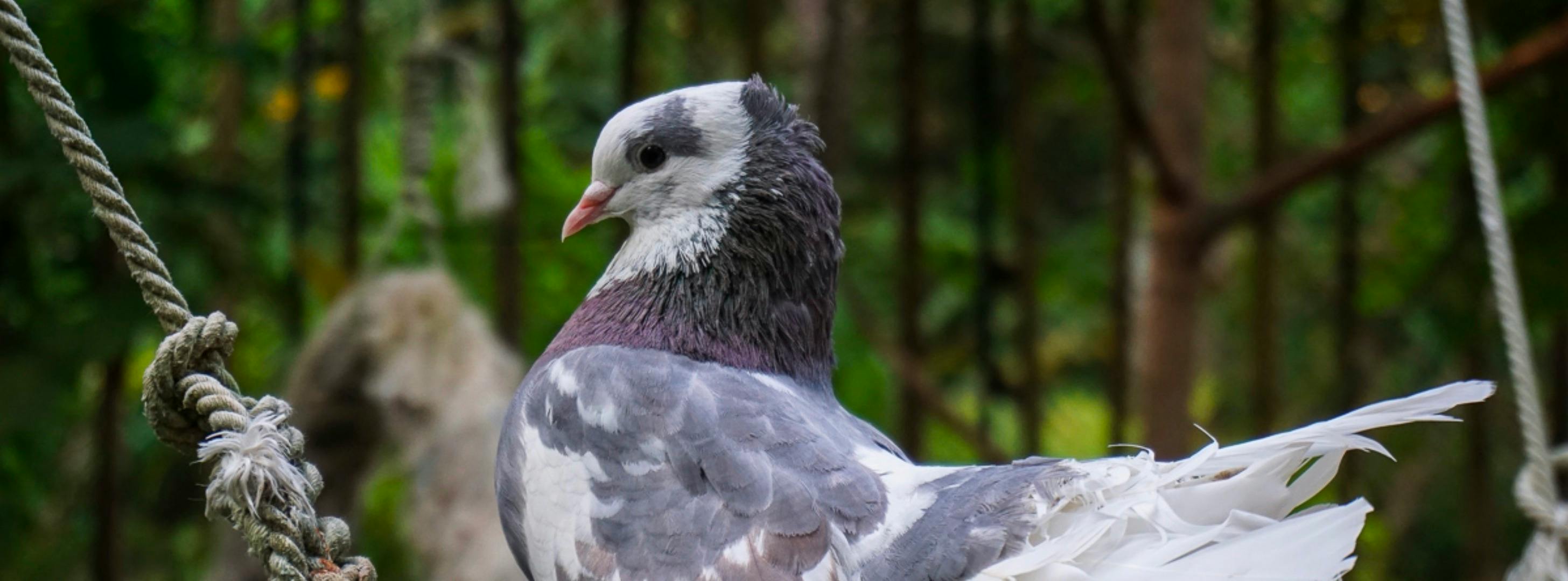 Phuket Bird Park: Admission Ticket