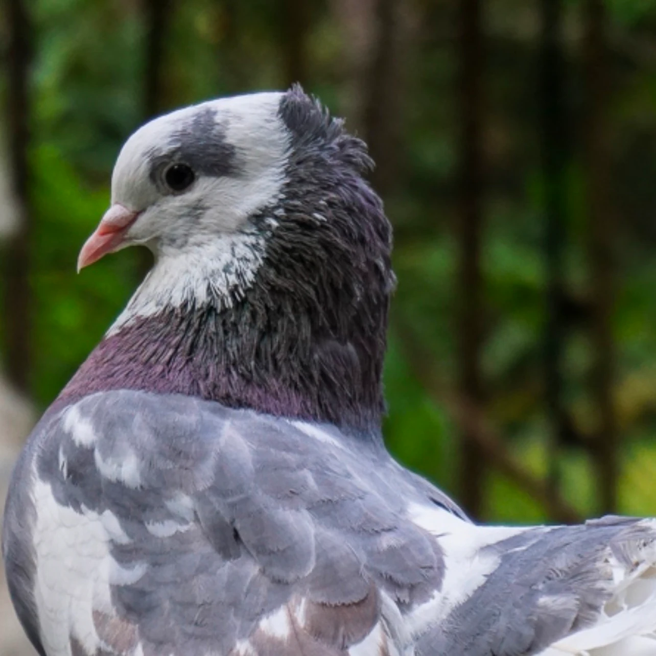 Close-up of a pigeon with gray, white, and purple plumage, perched with a blurred green background.