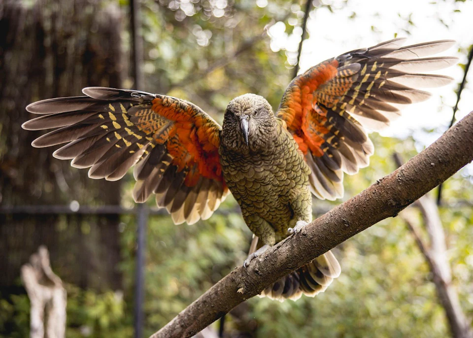 A green and orange parrot with wings spread, perched on a branch in a forested area.