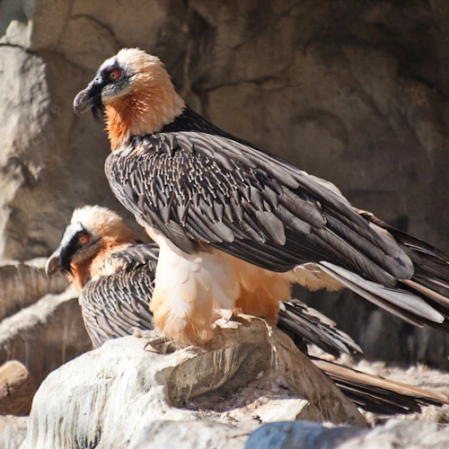 Två stora skäggiga gamar med svart, grädde och orange fjäderdräkt, uppflugen på stenar i en stenig livsmiljö.