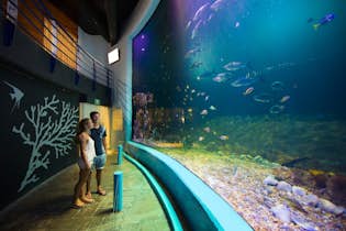 Interaktivt akvarium i Cancun