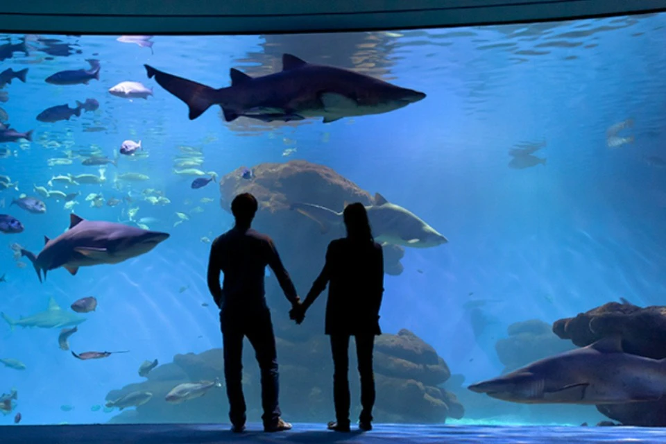 Shark Tank