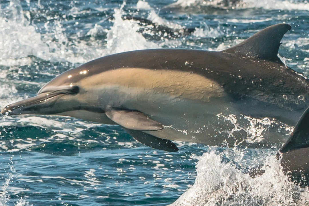 Newport Beach: Cruceros con ballenas y delfines todo el año