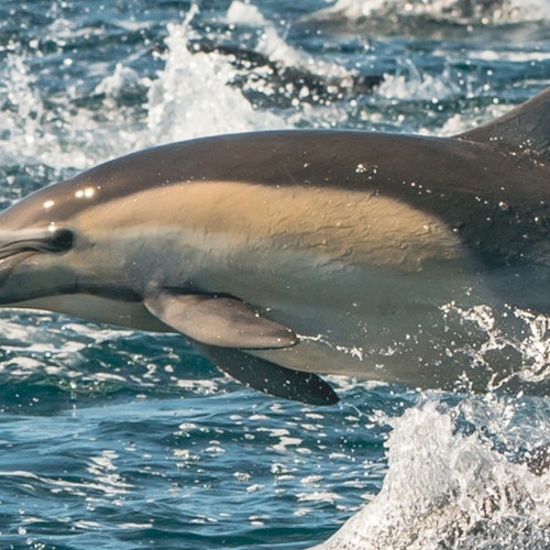 Newport Beach: Cruceros con ballenas y delfines todo el año