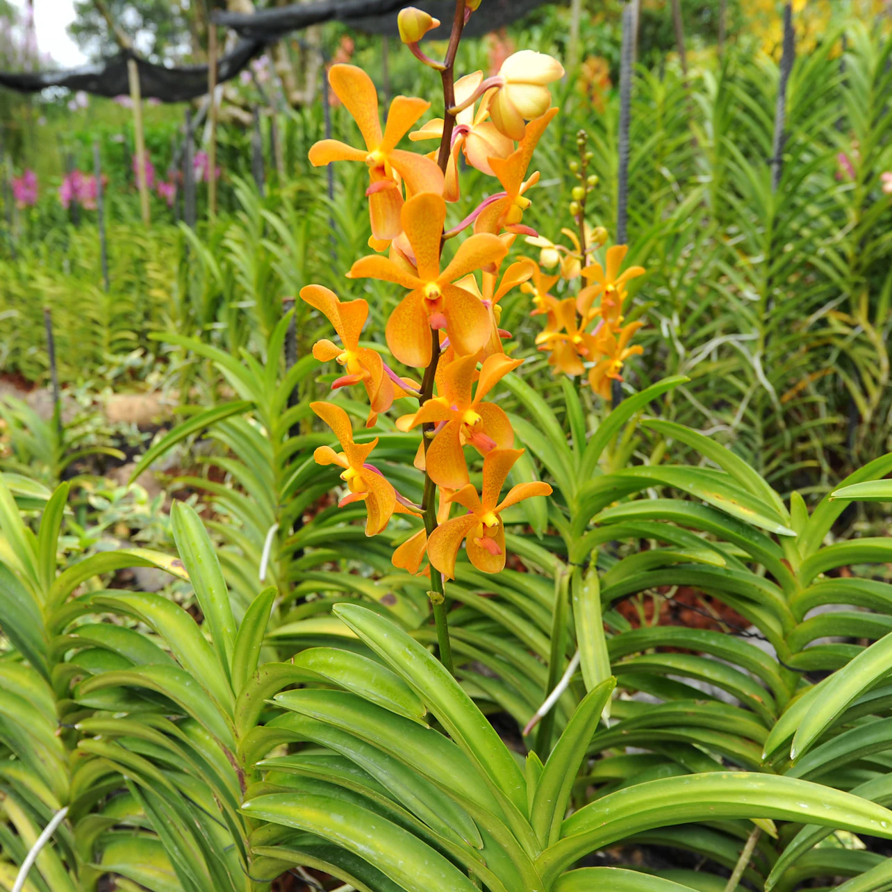 Singapore National Orchid Garden Tickets in Singapore β Tiqets