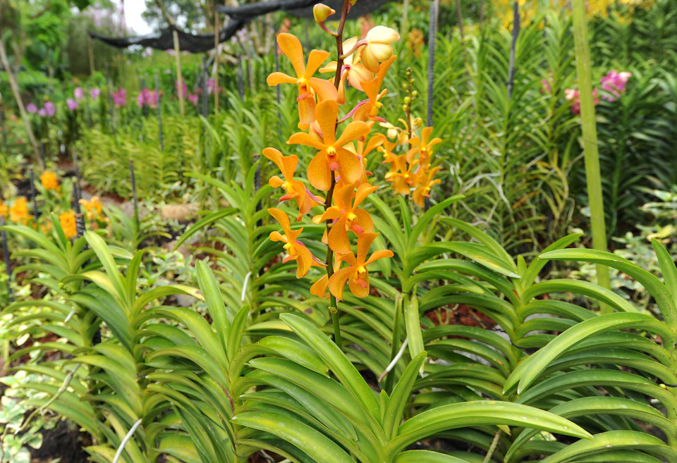Orange orchids growing in a garden with lush green leaves and more orchid plants in the background.