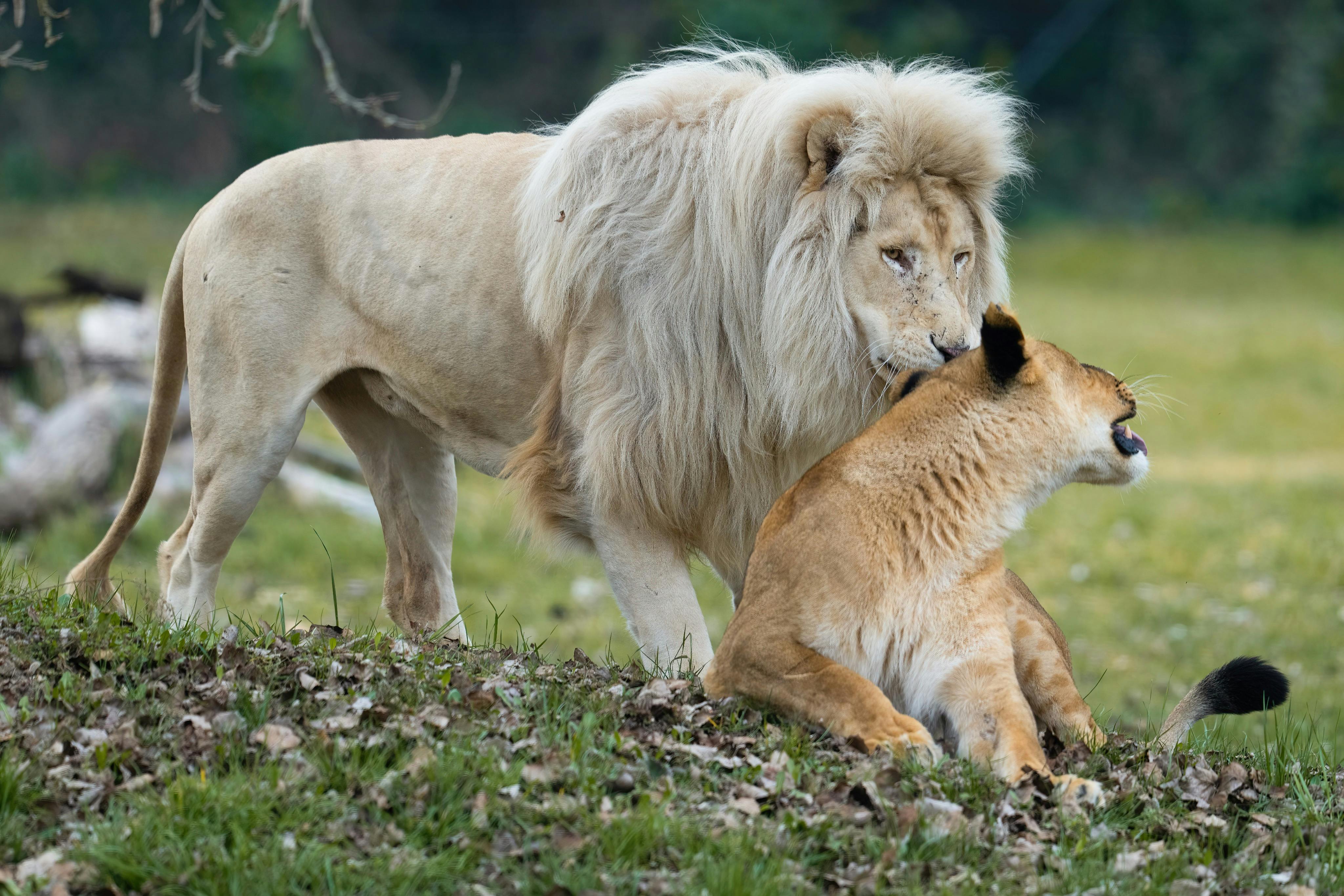 自然野生动物园