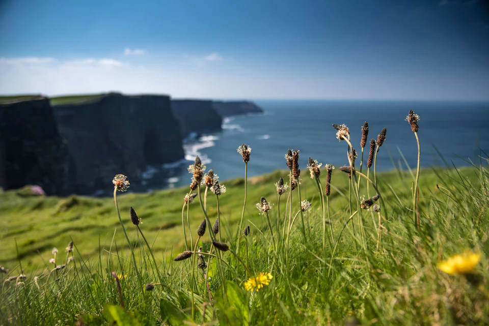 Wildflowers and grasses in the foreground with dramatic ocean cliffs and blue sky in the background.