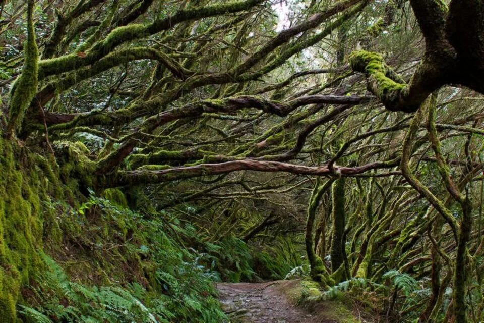 Parque Rural de Anaga: Guided Forest Tour with Wellness Activities