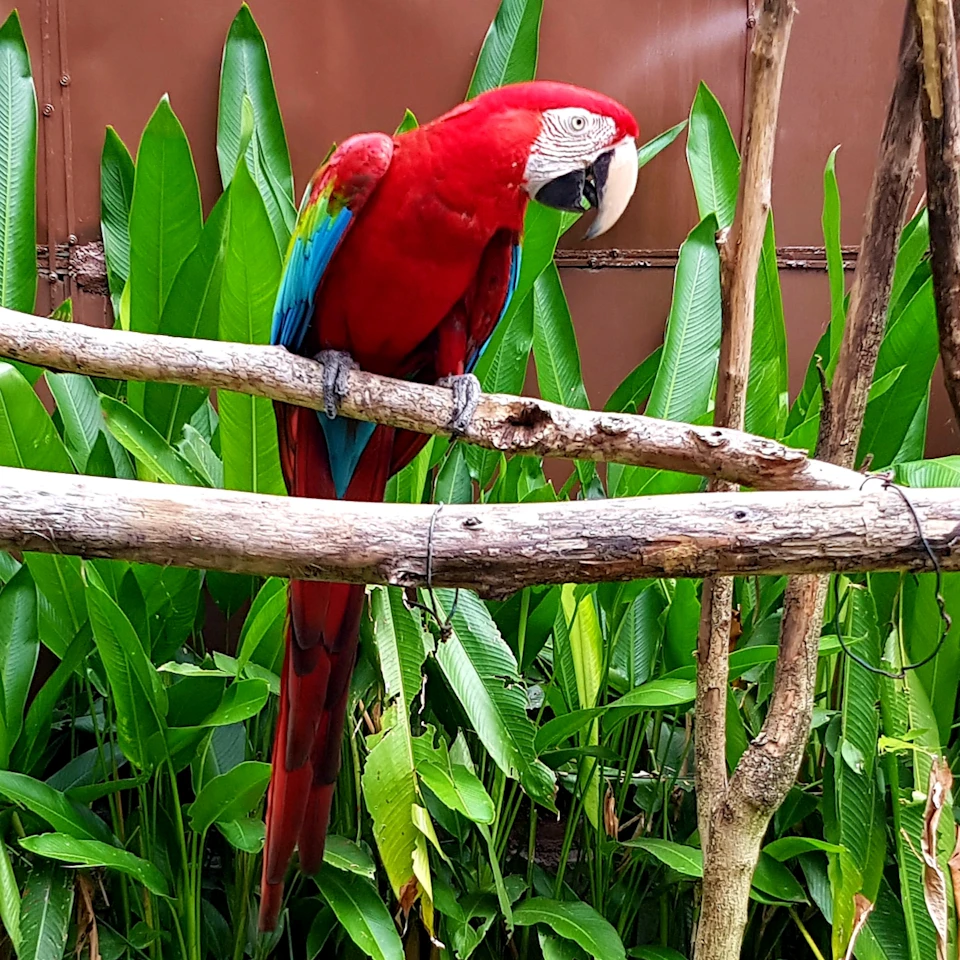 A red macaw perched on a branch surrounded by green tropical foliage.