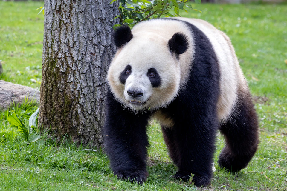 A giant panda walking on the grass near a tree trunk, against a backdrop of greenery.