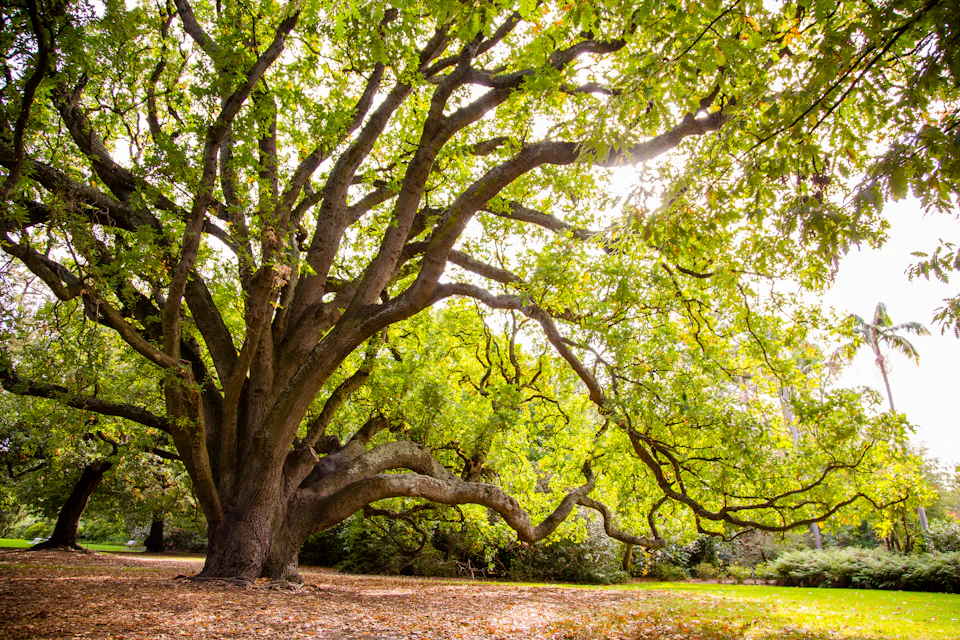 A large, sprawling tree with thick, curving branches and abundant green leaves in a sunlit park setting.