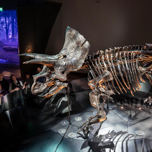 Melbourne Museum: Home of Dinosaurs Guided Tour