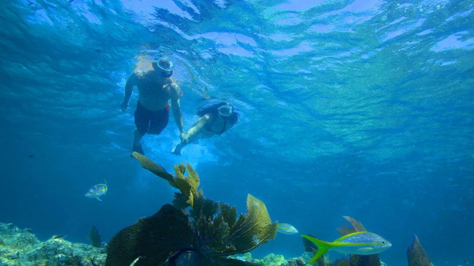Two people snorkeling underwater, holding hands, surrounded by coral and fish, with sunlight filtering through the blue water.