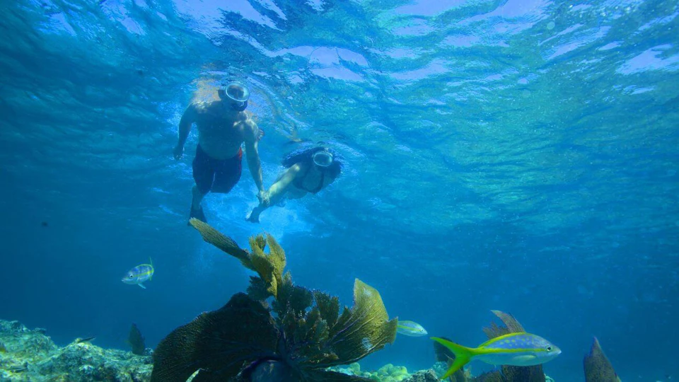 Two people snorkeling underwater, holding hands, surrounded by coral and fish, with sunlight filtering through the blue water.