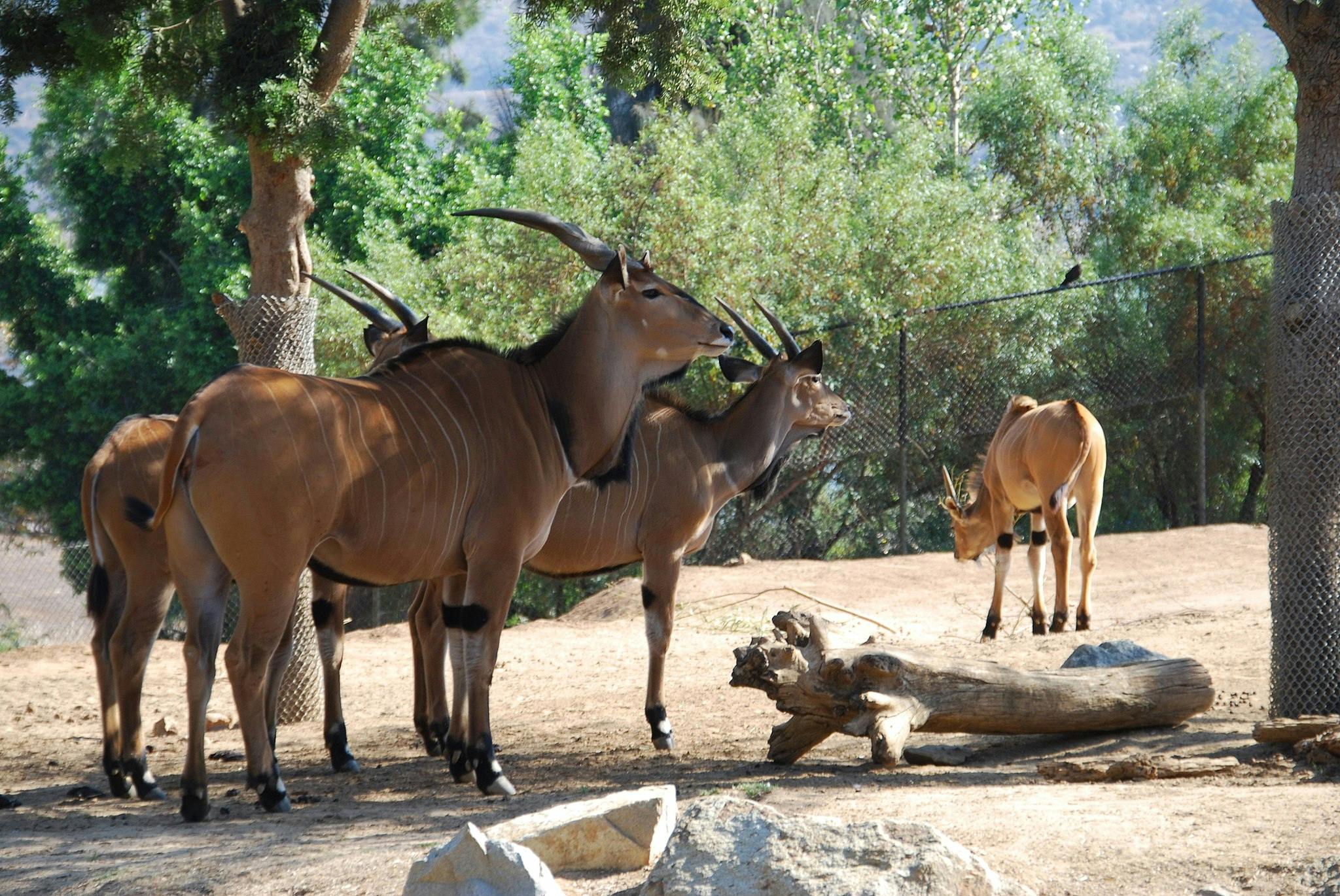 サンディエゴ動物園サファリパーク