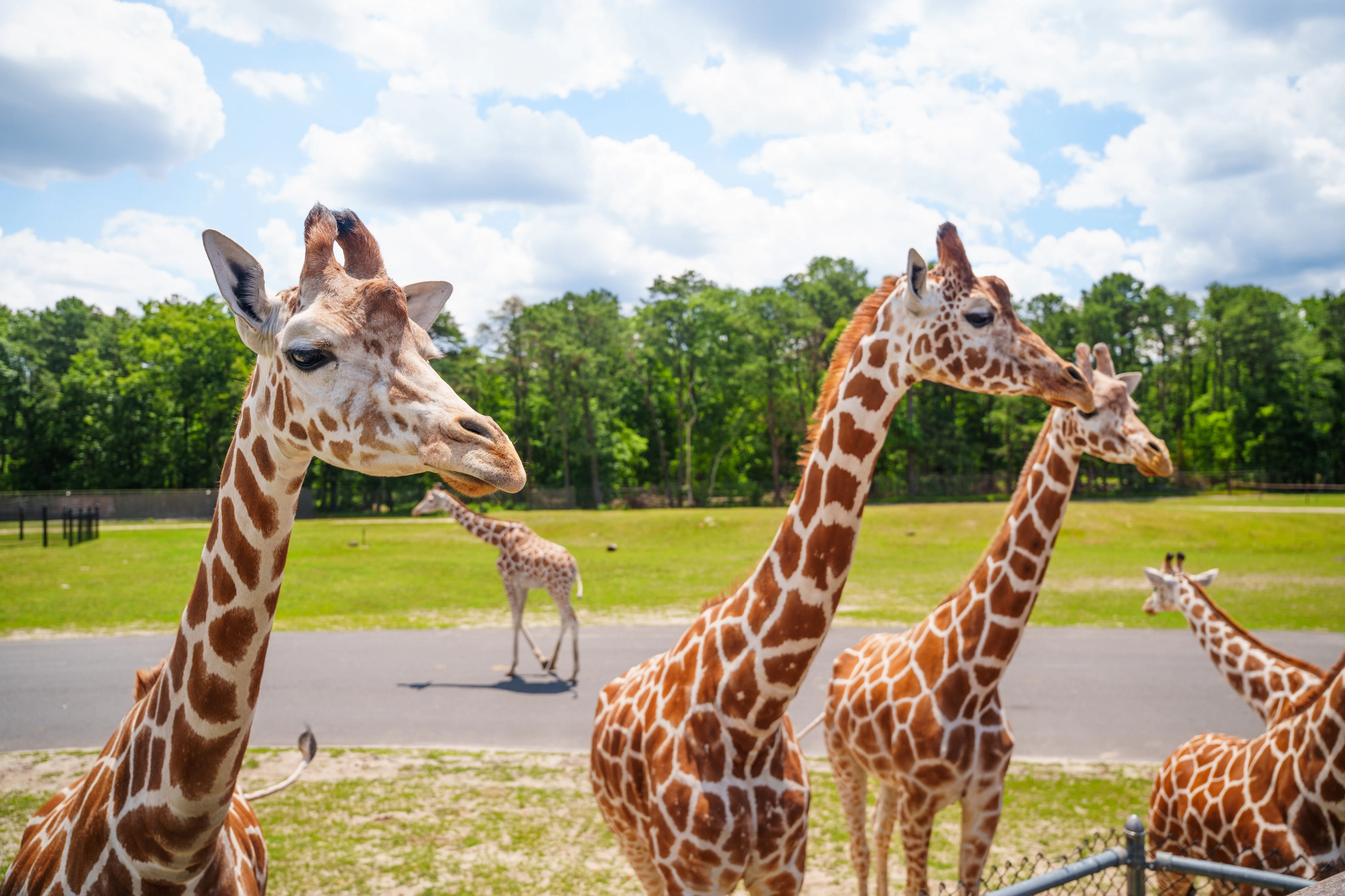 Six Flags Wild Safari: One-Day Ticket