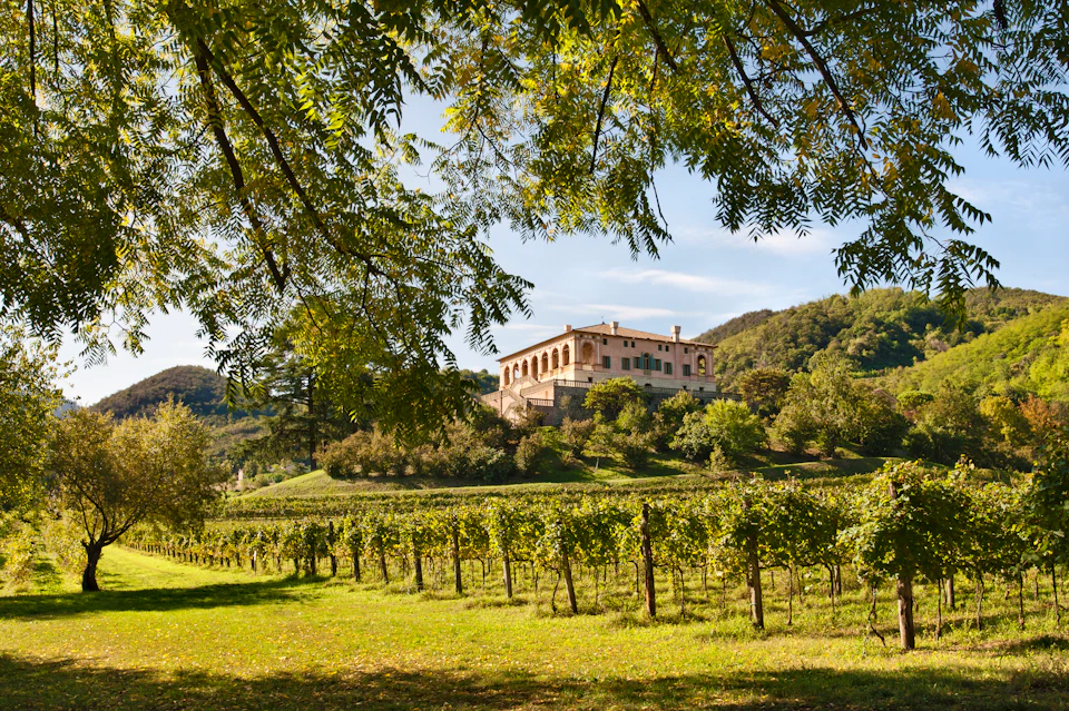 A large villa on a hill surrounded by green vineyards and trees under a clear sky.
