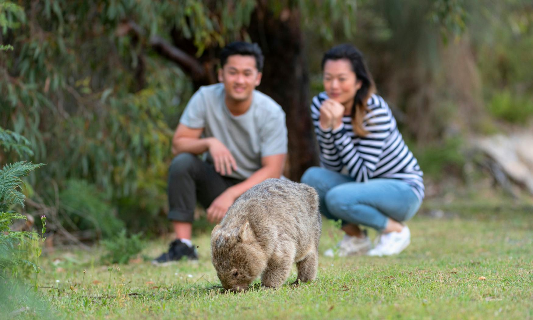 Ένας φασκωλόμυς βόσκει στο γρασίδι, ενώ δύο άνθρωποι σκύβουν κοντά του, παρακολουθώντας το προσεκτικά. Τα δέντρα και το πράσινο βρίσκονται στο παρασκήνιο.