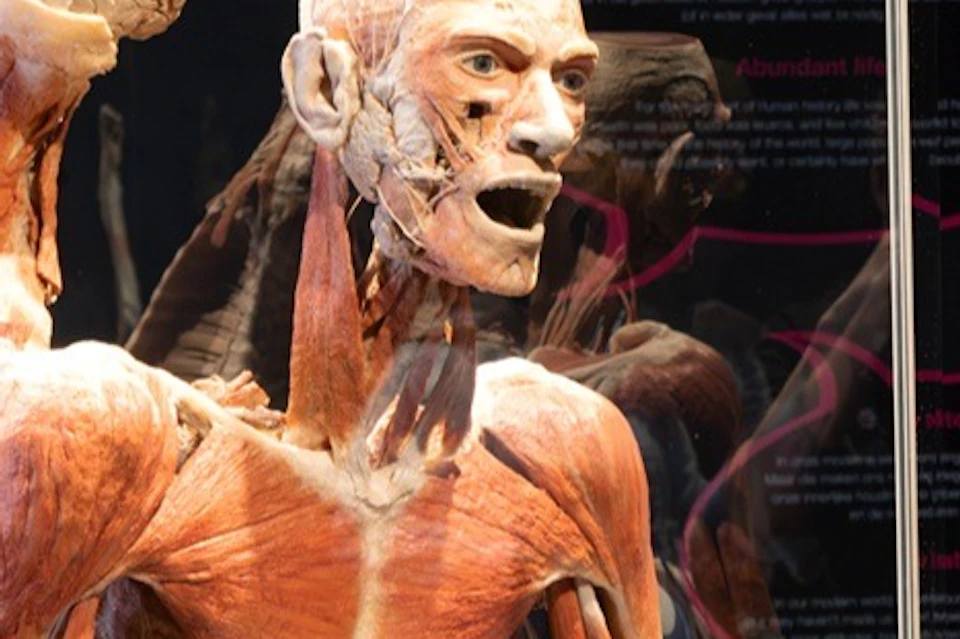 Bodyworlds