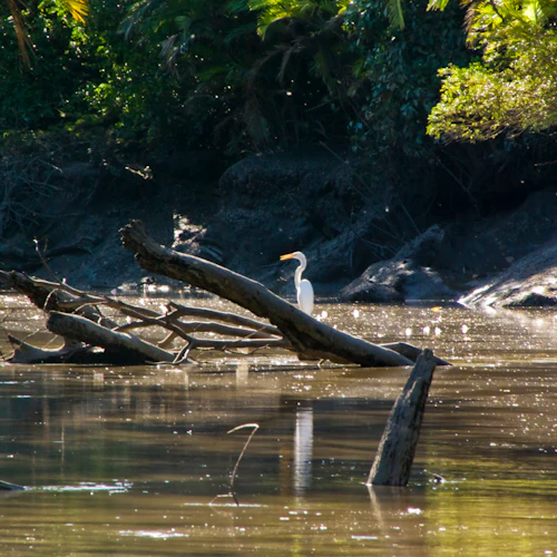 Palo Verde National Park: Jungle River Cruise - Photo 5