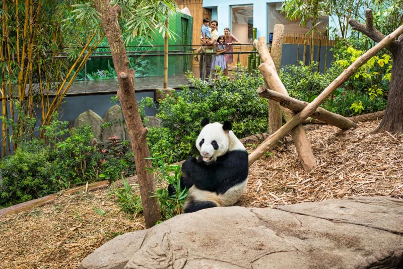 A giant panda sits on the ground in a zoo enclosure with greenery, while visitors observe from a raised walkway behind glass.